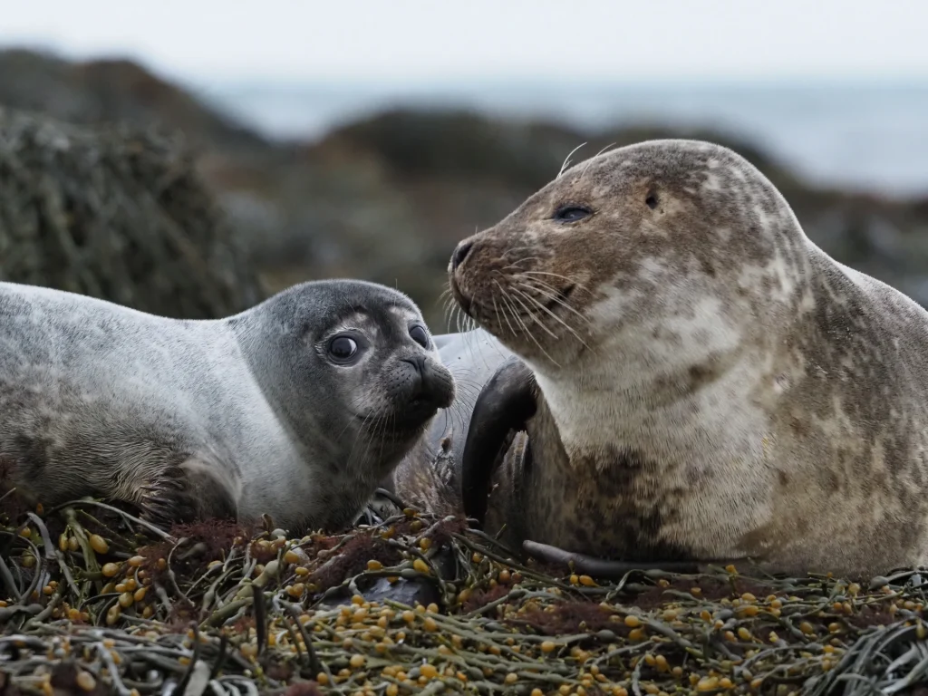 Ein Robbenjunges und eine erwachsene Robbe ruhen sich gemeinsam auf den mit Seegras bewachsenen Felsen in der Nähe der Insel aus.