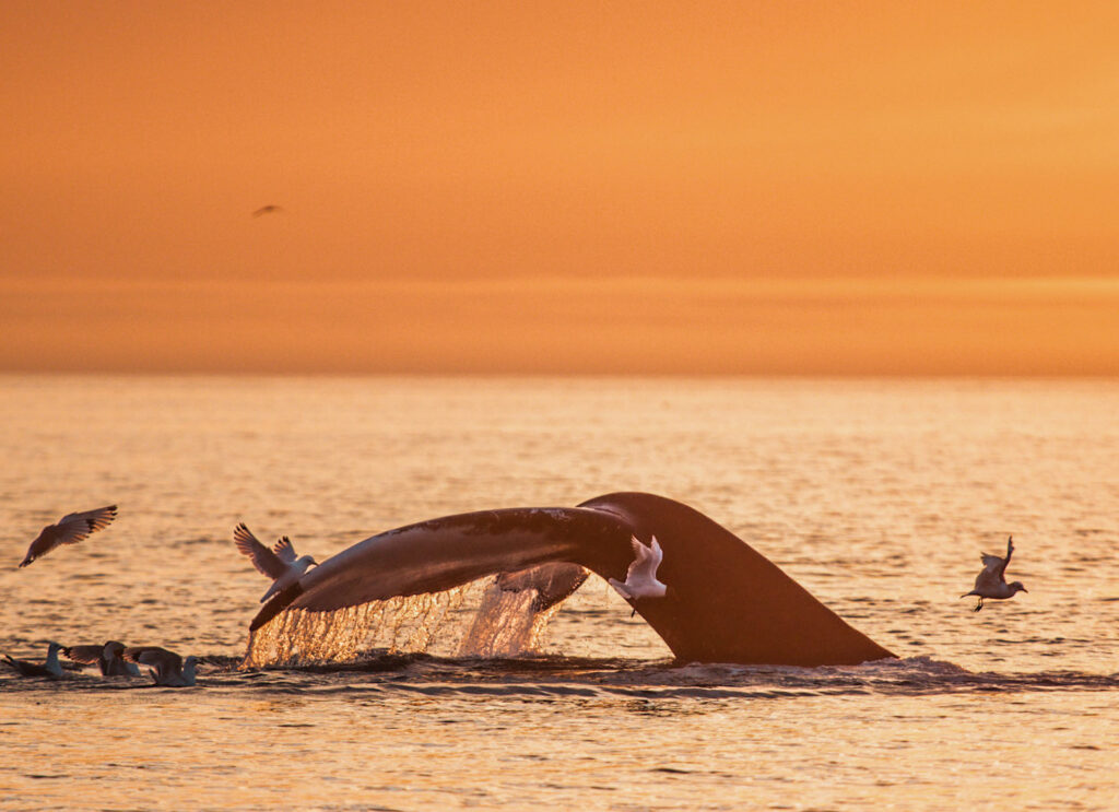 Die Schwanzflosse eines Wals erhebt sich bei Sonnenuntergang im reinen Atlantik, umgeben von auffliegenden Seevögeln.
